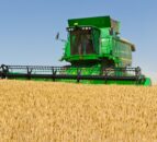 Global wheat production levels coming under pressure