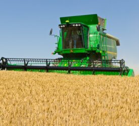 Global wheat production levels coming under pressure