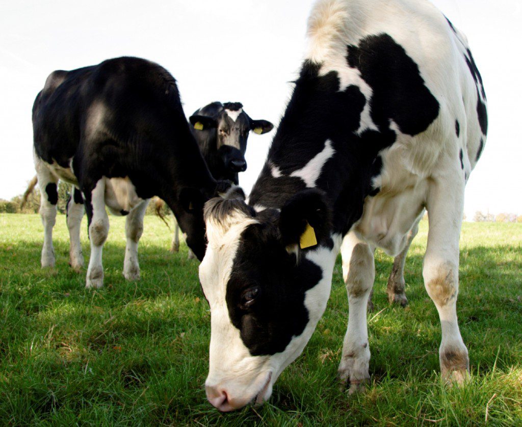 Next phase of NI Bovine Genetics Project launched