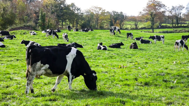 Embryo survival: The key to success this breeding season