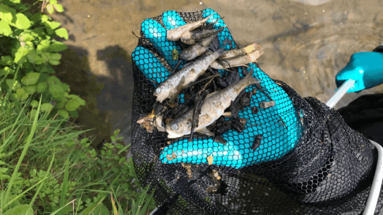 Farmers urged to report slurry spills after incident kills over 1,500 fish