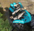 Farmers urged to report slurry spills after incident kills over 1,500 fish
