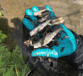 Farmers urged to report slurry spills after incident kills over 1,500 fish