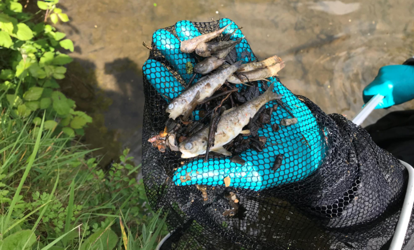 Farmers urged to report slurry spills after incident kills over 1,500 fish