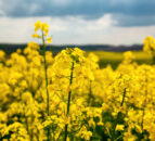Precision bred crop production takes major step forward