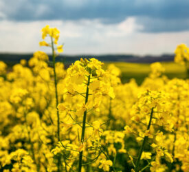 Precision bred crop production takes major step forward