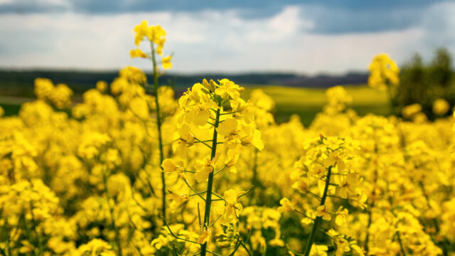 Precision bred crop production takes major step forward