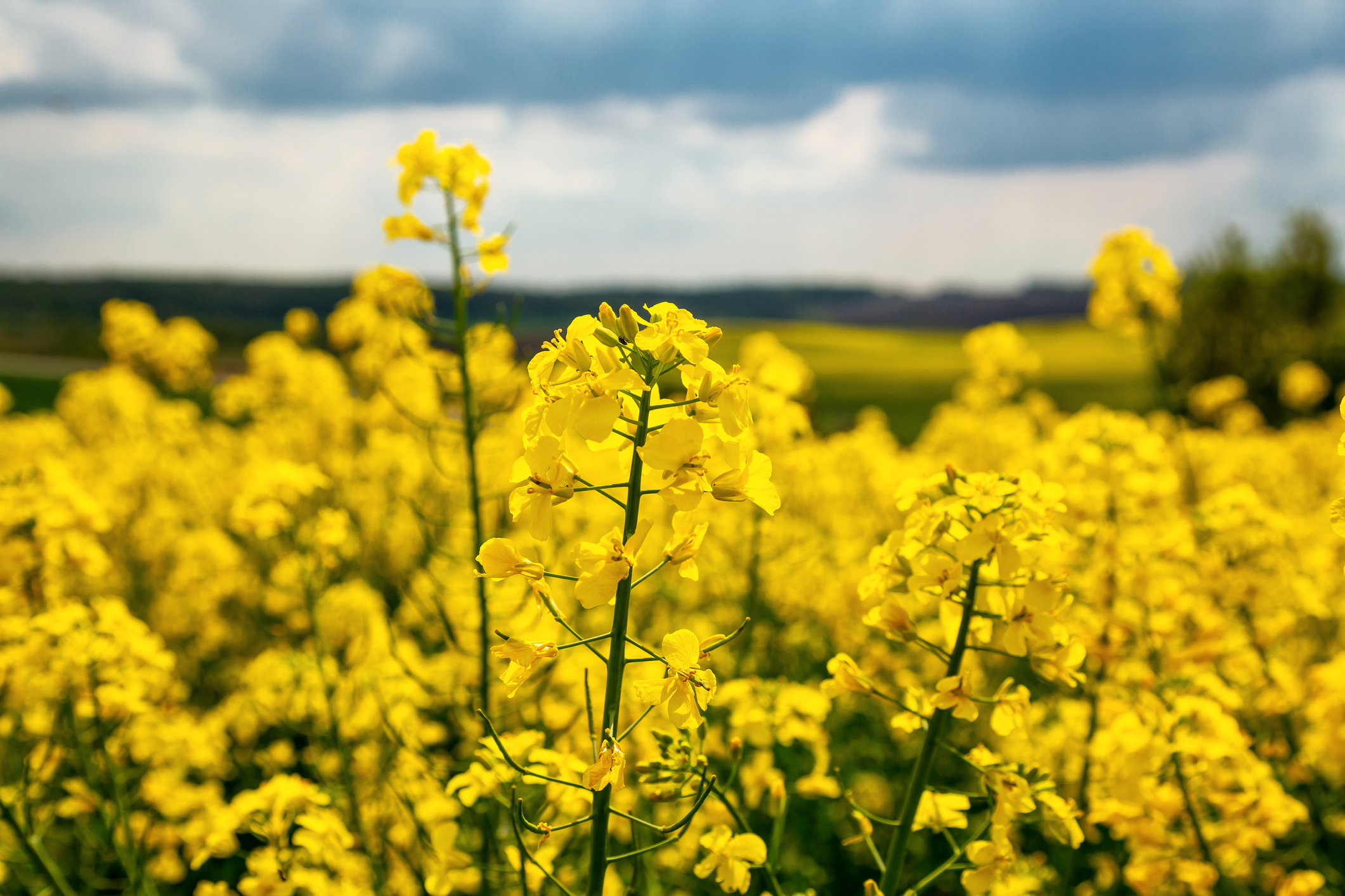 Precision bred crop production takes major step forward