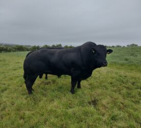 When will the stock bull take over from AI?
