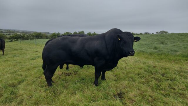 When will the stock bull take over from AI?