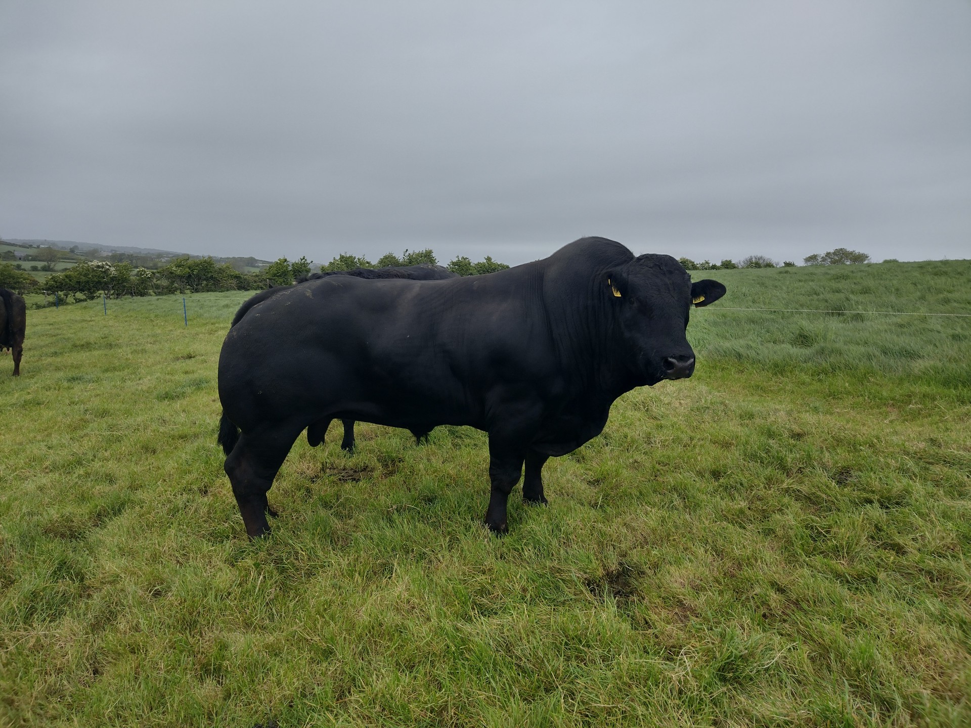 When will the stock bull take over from AI?