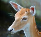 New traceability rules for NI keepers of alpacas, llamas and deer