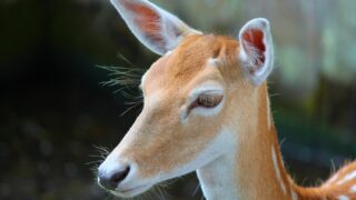 New traceability rules for NI keepers of alpacas, llamas and deer