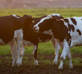 Muir welcomes funding of £4m for cross-border TB research