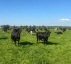 Fly control as warm front rolls in