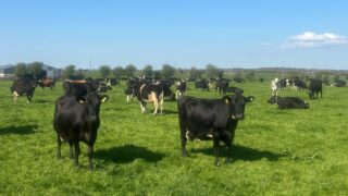 Fly control as warm front rolls in