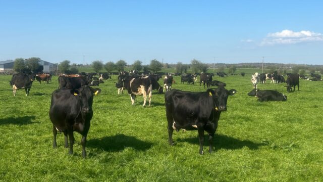Fly control as warm front rolls in