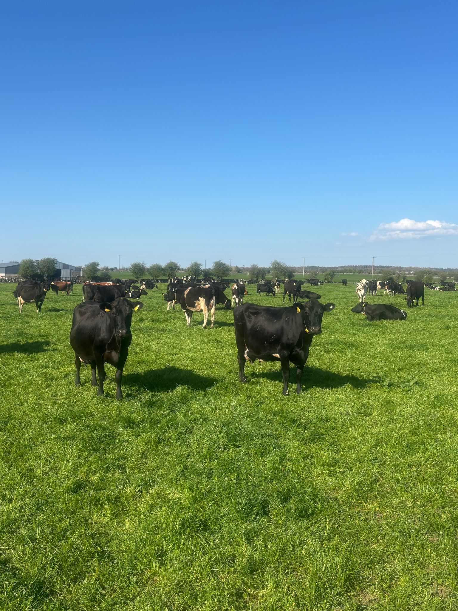Fly control as warm front rolls in