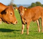 BVD campaign leading to ‘significant reductions’ in antibiotic use