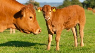 BVD campaign leading to ‘significant reductions’ in antibiotic use