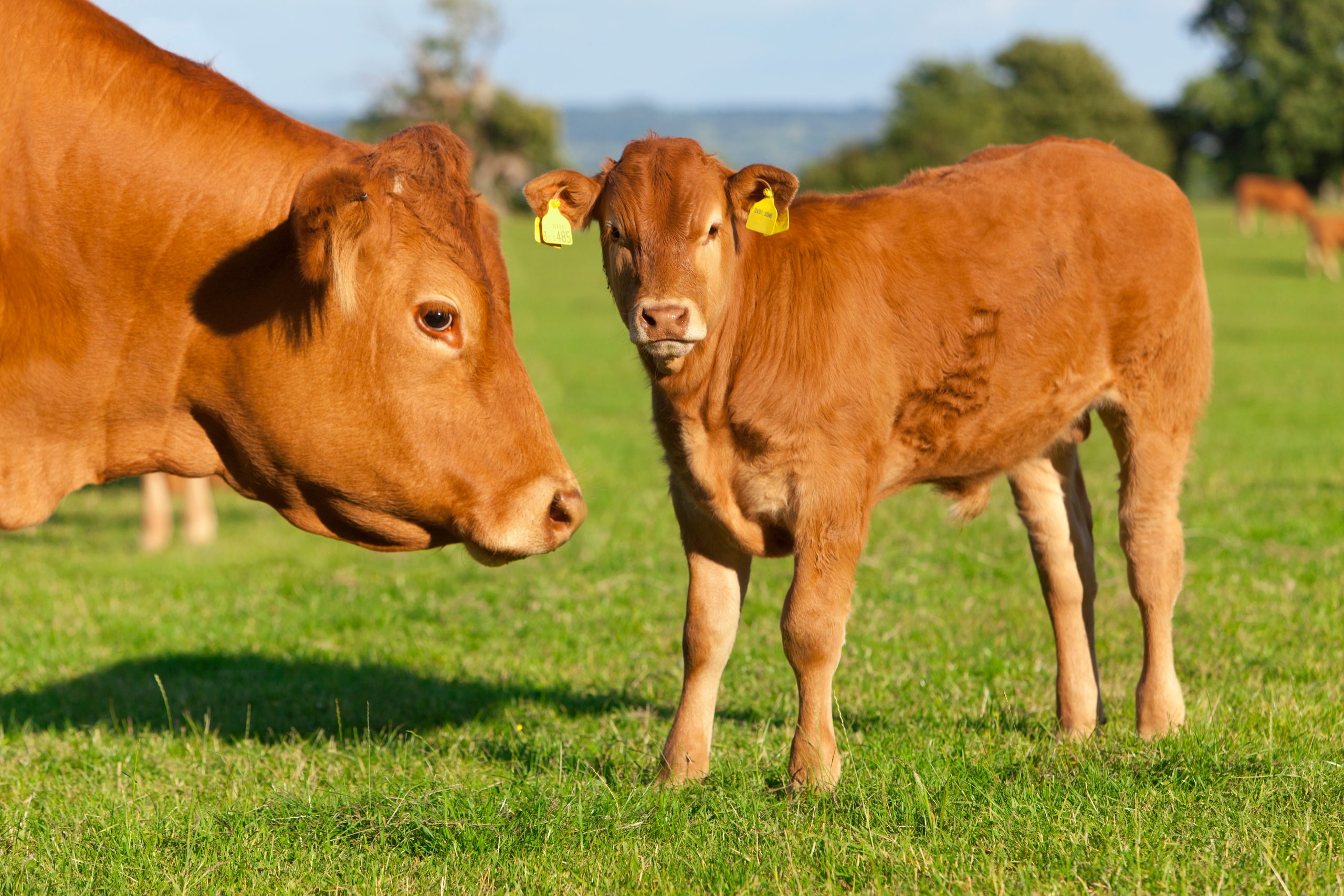 BVD campaign leading to ‘significant reductions' in antibiotic use