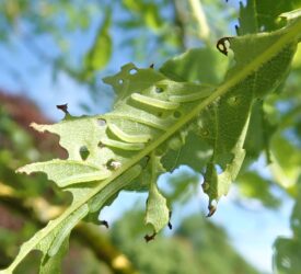 New project targeting invasive pest attacking NI native ash trees