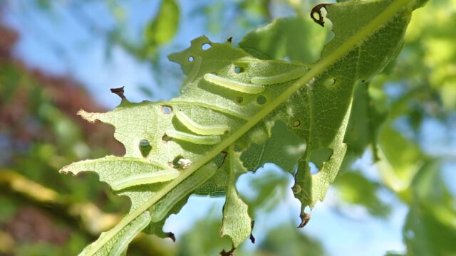 New project targeting invasive pest attacking NI native ash trees