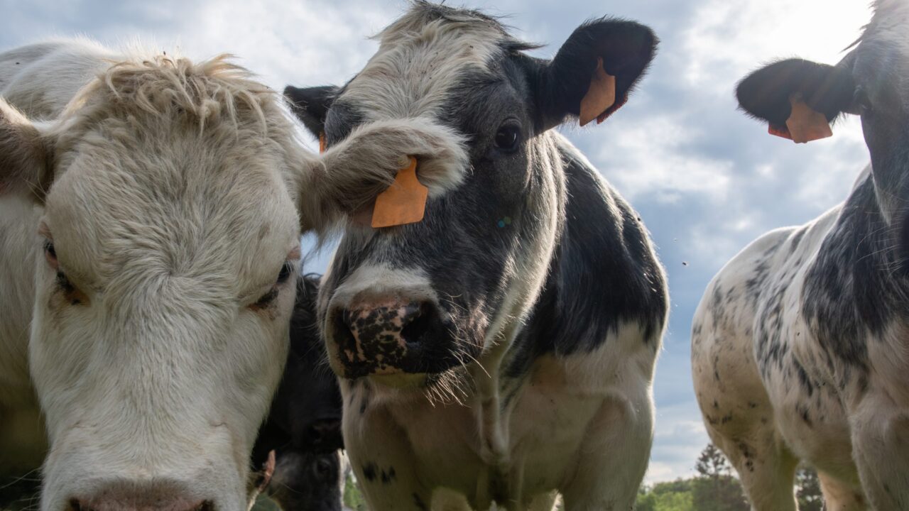 Irish cattle prices ease despite ‘continued supply constraints’ – ADHB