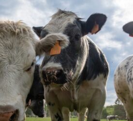 Irish cattle prices ease despite ‘continued supply constraints’ – ADHB