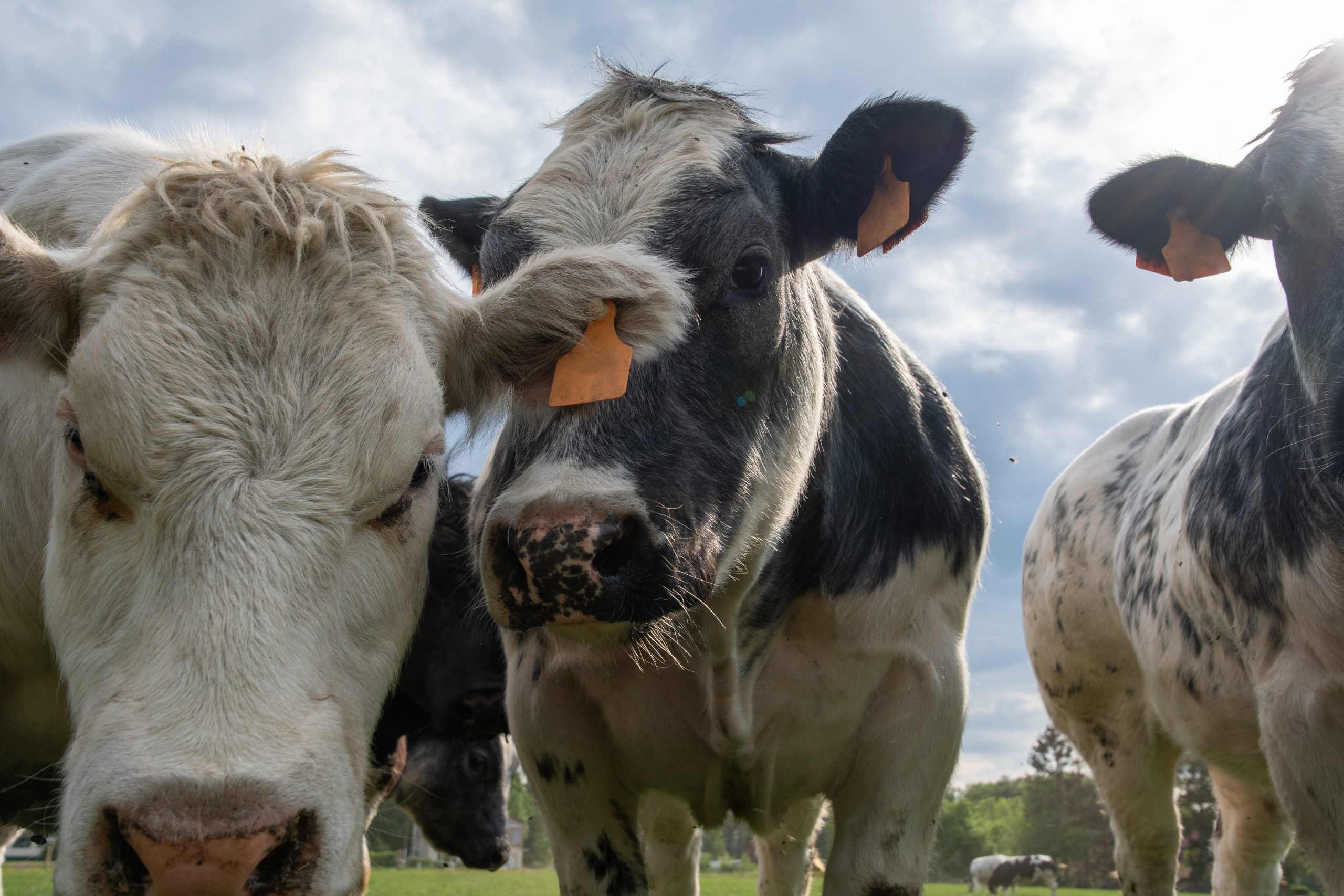 Irish cattle prices ease despite ‘continued supply constraints’ – ADHB