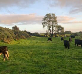 UFU: NI beef industry facing ‘perfect storm’