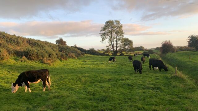 UFU: NI beef industry facing ‘perfect storm’