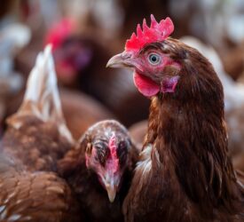 NI bird flu prevention zone to be lifted