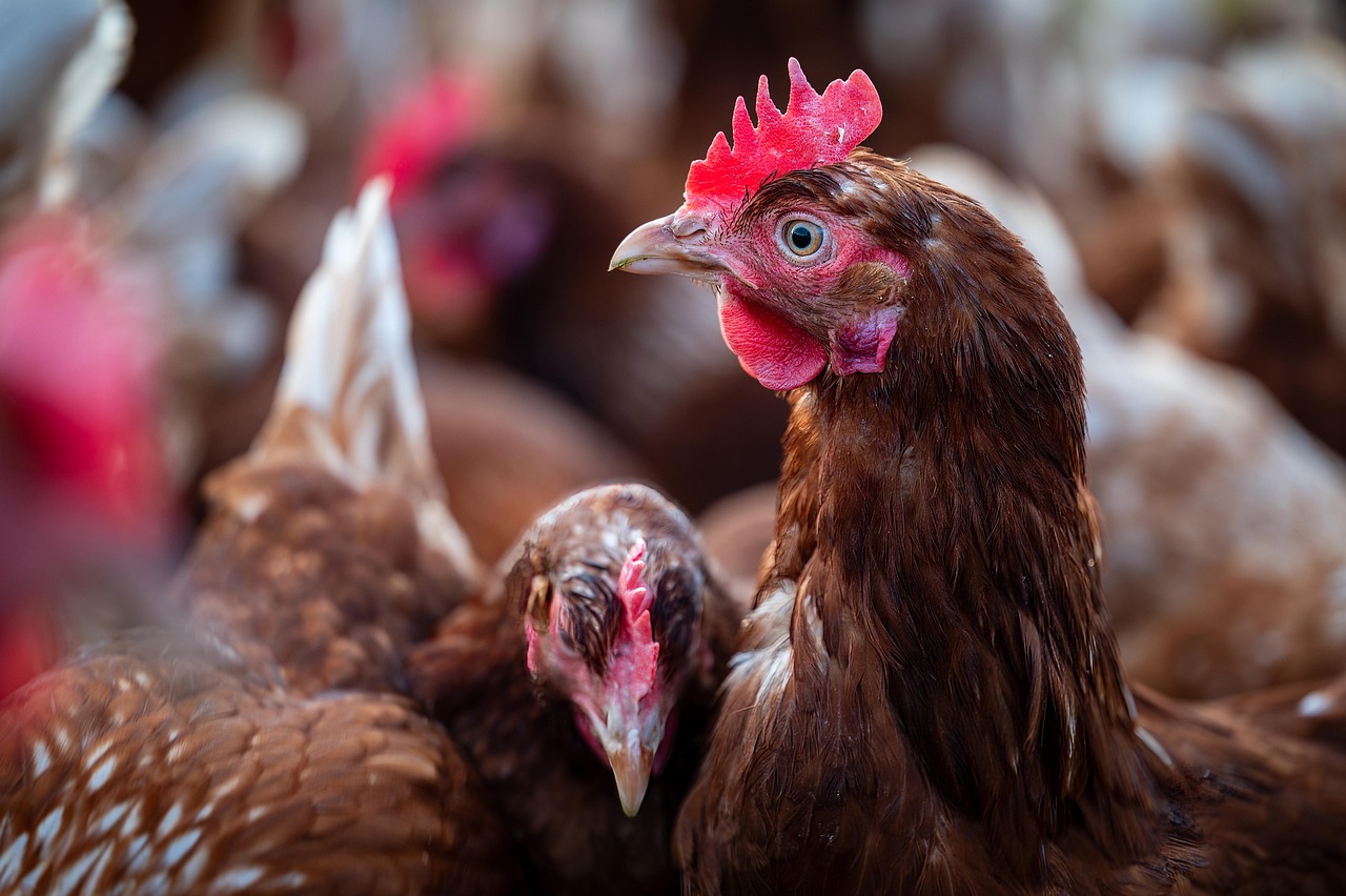 NI bird flu prevention zone to be lifted