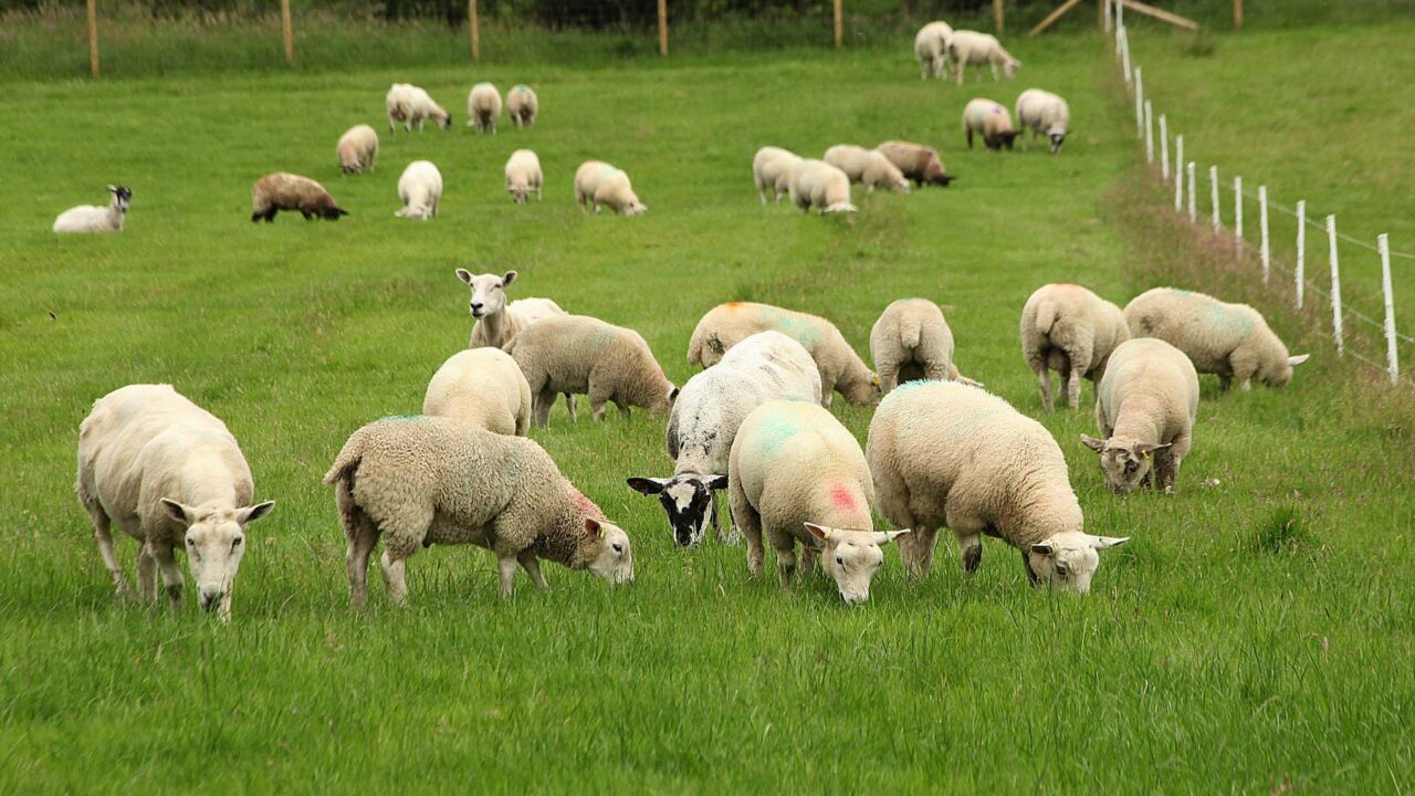 Applications open for CAFRE sheep worm and fluke control innovation visit