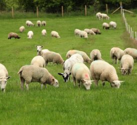 Applications open for CAFRE sheep worm and fluke control innovation visit