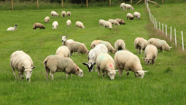 Applications open for CAFRE sheep worm and fluke control innovation visit