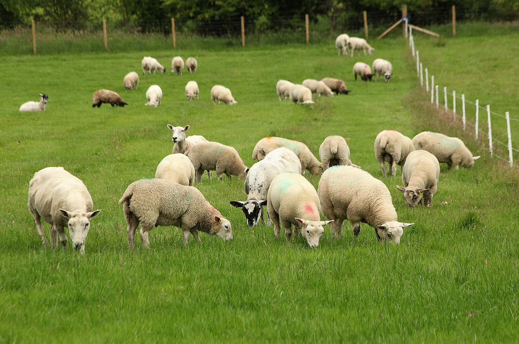 Applications open for CAFRE sheep worm and fluke control innovation visit