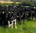 Managing calves as they are turned out to grass