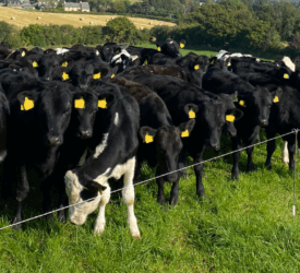 Managing calves as they are turned out to grass