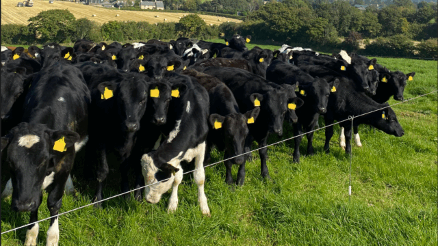 Managing calves as they are turned out to grass