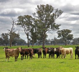 ‘Very strong start’ to 2026 for Australian beef industry