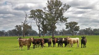‘Very strong start’ to 2026 for Australian beef industry