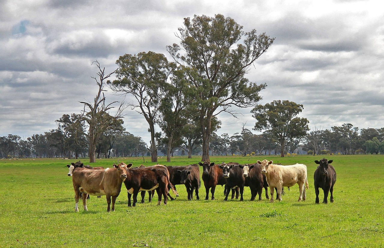 ‘Very strong start’ to 2026 for Australian beef industry