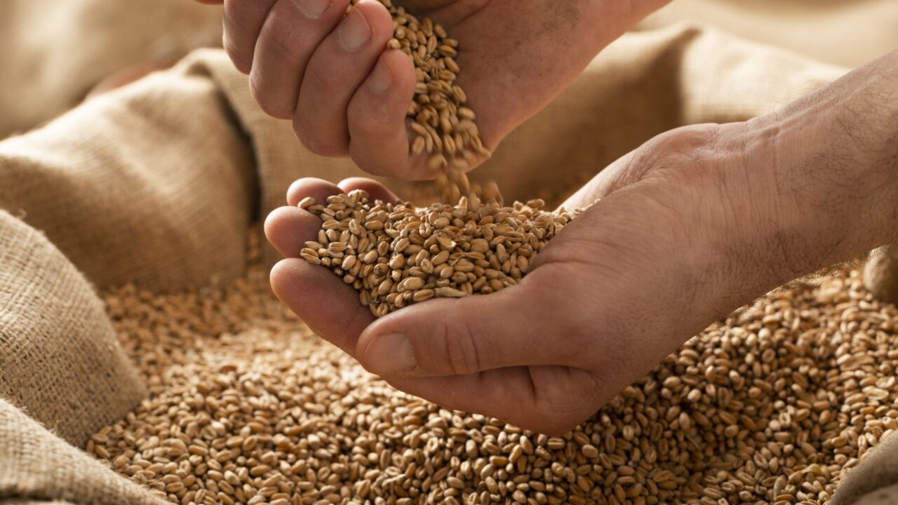 AHDB: Updated UK grain supply/usage projections