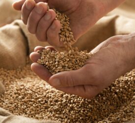 AHDB: Updated UK grain supply/usage projections