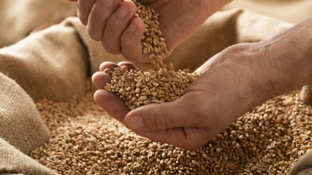 AHDB: Updated UK grain supply/usage projections