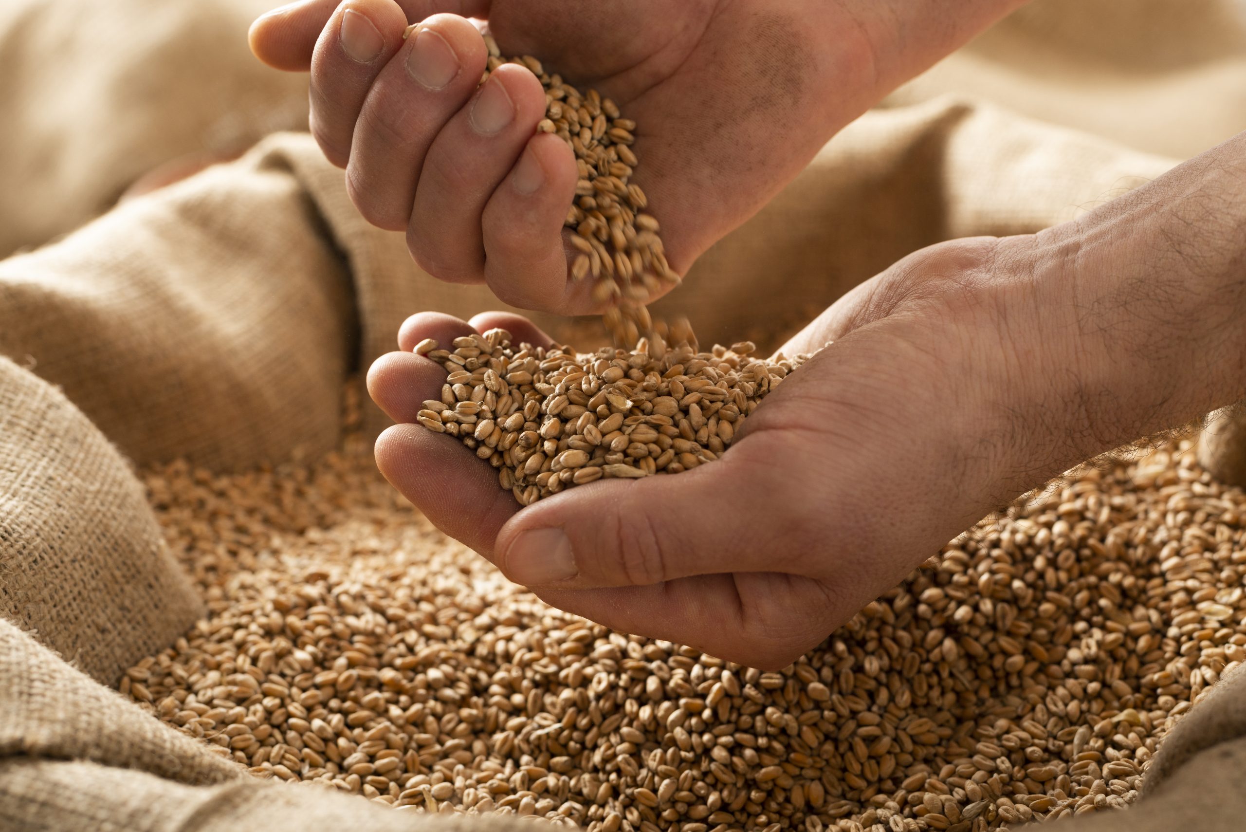 AHDB: Updated UK grain supply/usage projections