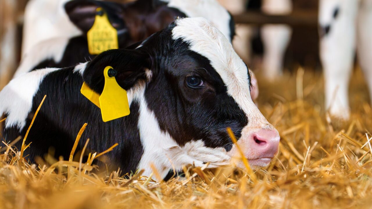 Vets to update on BVD at cross-border public meeting