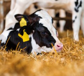 Vets to update on BVD at cross-border public meeting
